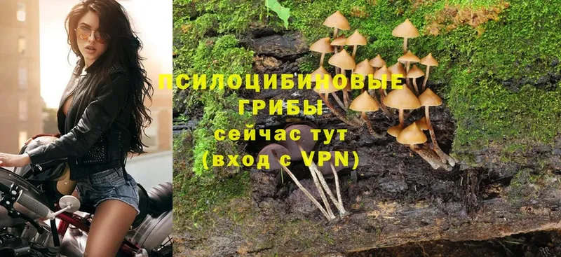 Галлюциногенные грибы MAGIC MUSHROOMS  Аркадак 